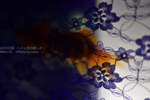 ［６］紫の花がらとオレンジ色の和金のシルエット