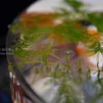 ［６］美術品のように美しい金魚鉢
