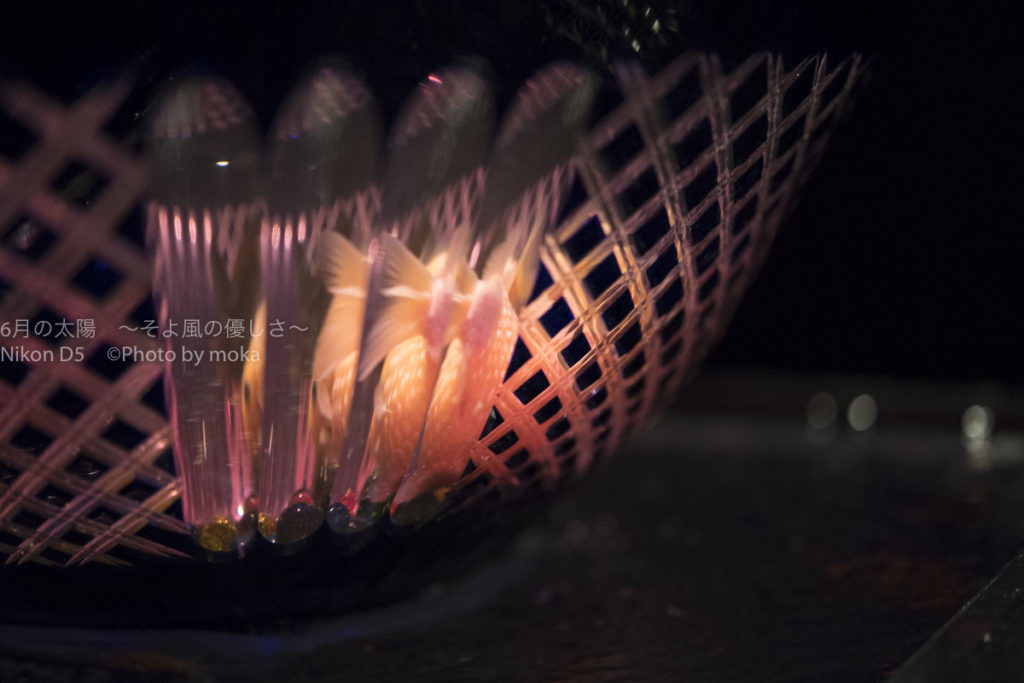 ［６］江戸切子で作られた金魚鉢と妖艶な姿の金魚