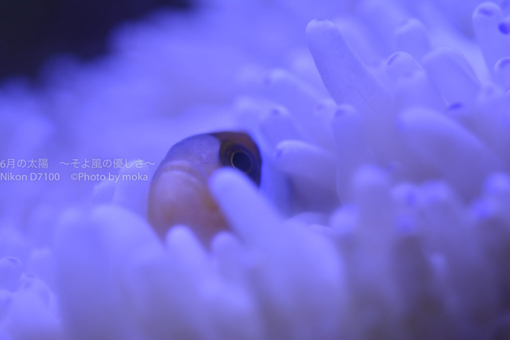 ［６］クマノミとイソギンチャクの相性は抜群！