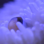 ［６］クマノミとイソギンチャクの相性は抜群！
