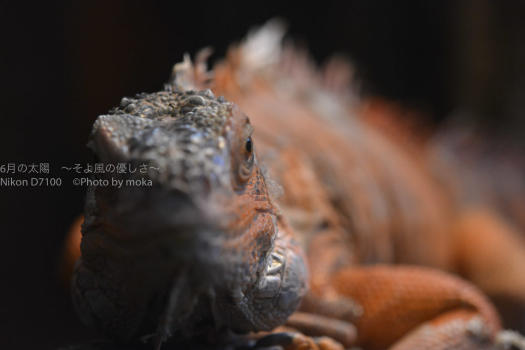 ［６］爬虫類の姿は近づいて見ると恐竜そのもの！？