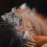 ［６］爬虫類の姿は近づいて見ると恐竜そのもの！？