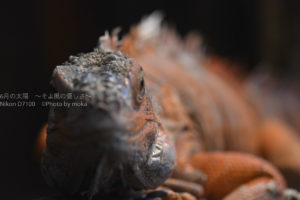 ［６］爬虫類の姿は近づいて見ると恐竜そのもの！？