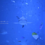 ［６］ジョーズの世界を水族館で撮ってみたい！？
