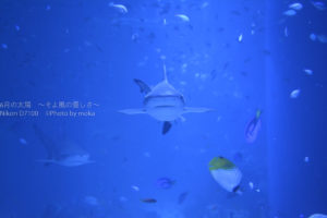 ［６］ジョーズの世界を水族館で撮ってみたい！？