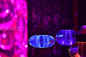 ［６］目の前に見えるのは、異空間に置かれた金魚鉢！？