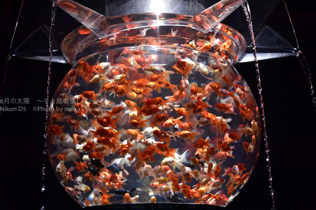 ［６］アートアクアリウムで金魚が大爆発！！