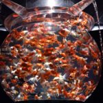［６］アートアクアリウムで金魚が大爆発！！