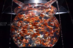 ［６］アートアクアリウムで金魚が大爆発！！