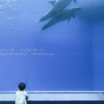 ［６］イルカと少年