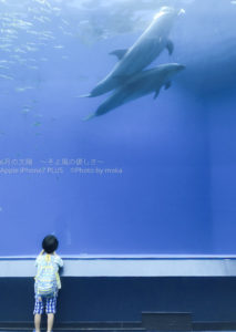 ［６］イルカと少年