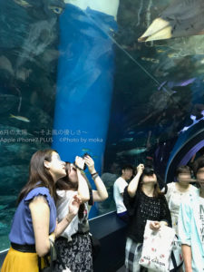 ［６］品川エプソン水族館のトンネル水槽を見あげてみた！