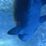 ［６］八景島シーパラダイスの大水槽でジョーズと遭遇