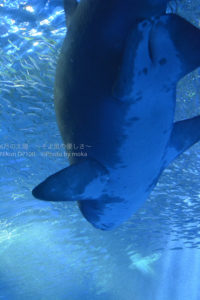 ［６］八景島シーパラダイスの大水槽でジョーズと遭遇