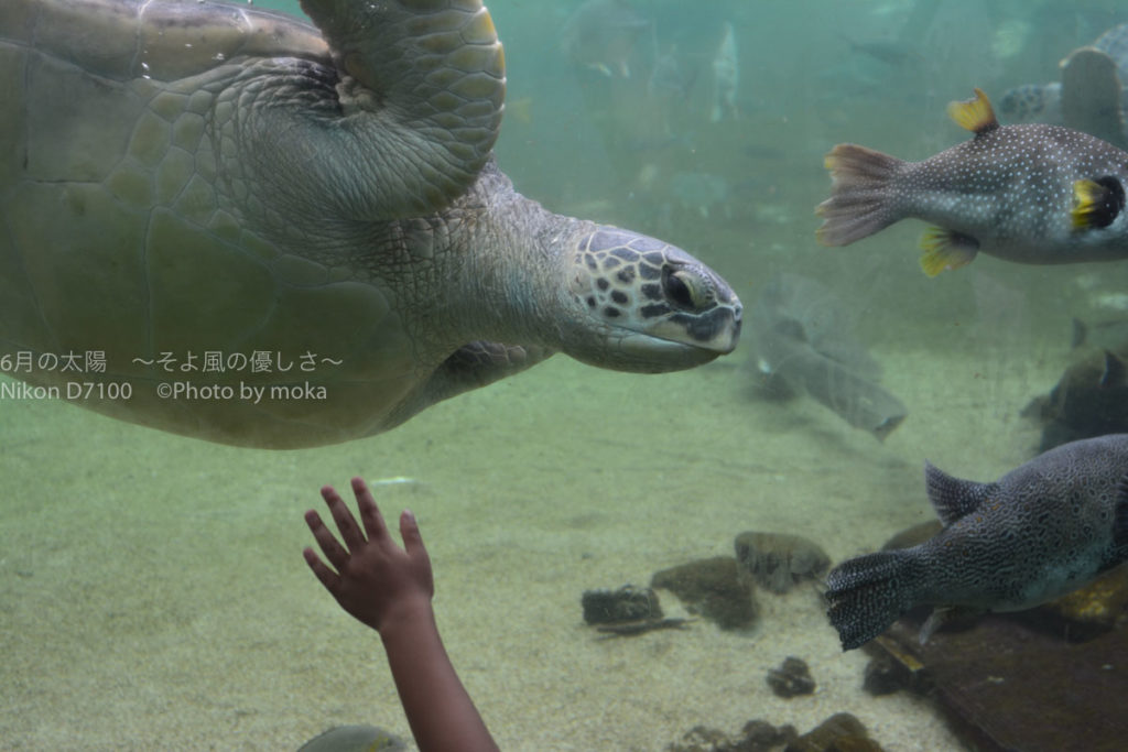 [6]水族館の動物たちに必死に手を伸ばす!?