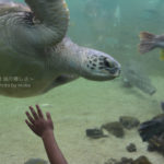 [6]水族館の動物たちに必死に手を伸ばす!?