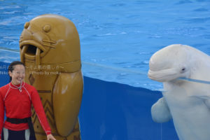 ［６］イルカショーの中で輝く最高の笑顔！！
