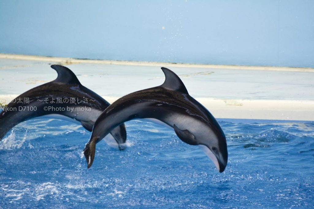 ［６］八景島シーパラダイスのイルカショー！！