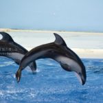 ［６］八景島シーパラダイスのイルカショー！！