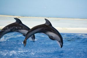 ［６］八景島シーパラダイスのイルカショー！！