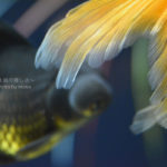 ［６］夏と花火と金魚と写真！！