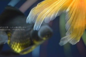 ［６］夏と花火と金魚と写真！！
