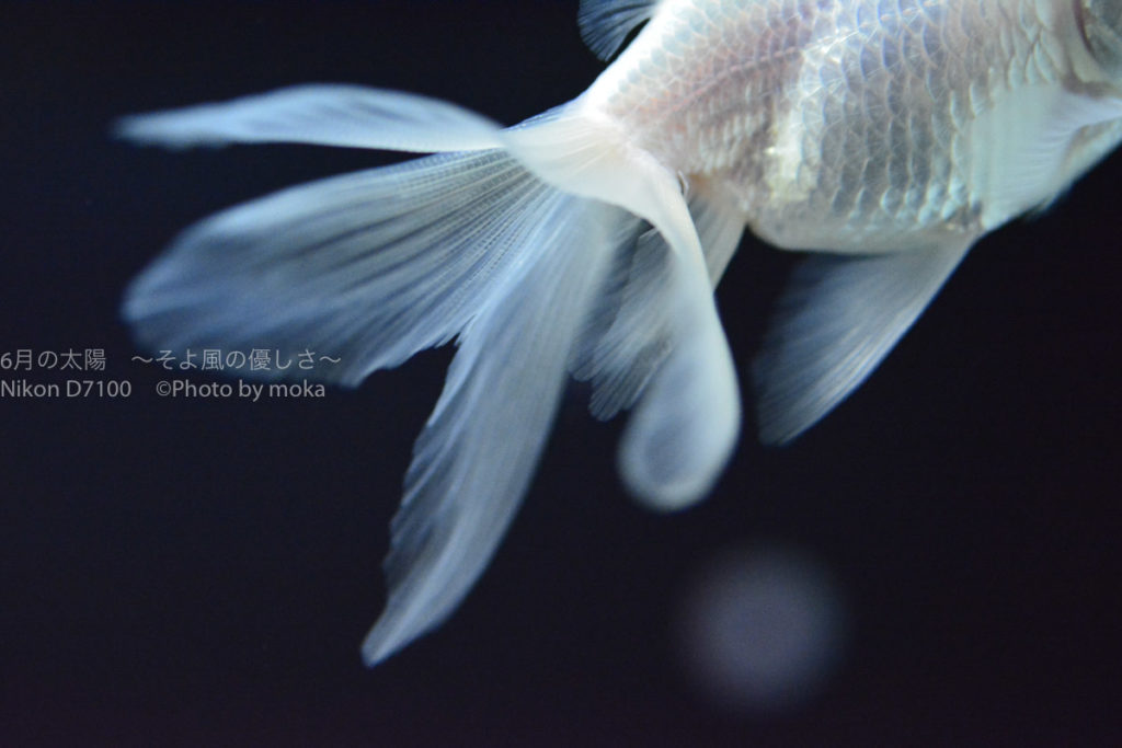 ［６］金魚と花火と水族館！！