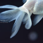 ［６］金魚と花火と水族館！！