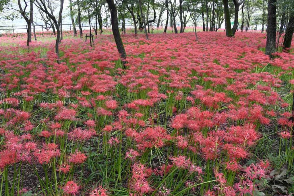 巾着田の曼珠沙華