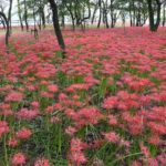 ［６］巾着田で見頃を向かえた５００万本の曼珠沙華