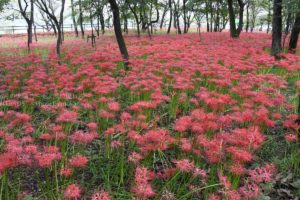 ［６］巾着田で見頃を向かえた５００万本の曼珠沙華