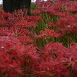 ［６］一輪で妖艶な魅力を見せる曼珠沙華