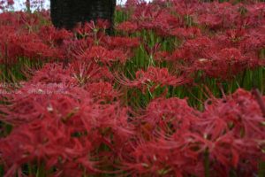 ［６］一輪で妖艶な魅力を見せる曼珠沙華