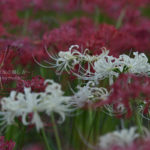 ［６］真っ赤な絨毯に真っ白な曼珠沙華が浮かび上がる！