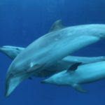 ［６］世界遺産小笠原諸島の大海原で一緒に泳いだ記憶