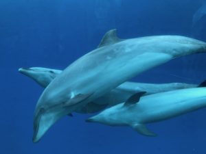 ［６］世界遺産小笠原諸島の大海原で一緒に泳いだ記憶