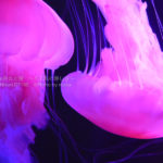 ［６］クラゲが見どころの品川エプソン水族館