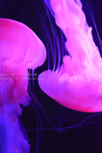 ［６］クラゲが見どころの品川エプソン水族館