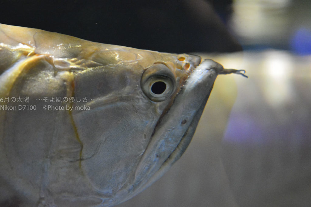 ［６］水族館で出会った凄い顔！！