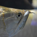 ［６］水族館で出会った凄い顔！！