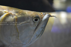 ［６］水族館で出会った凄い顔！！