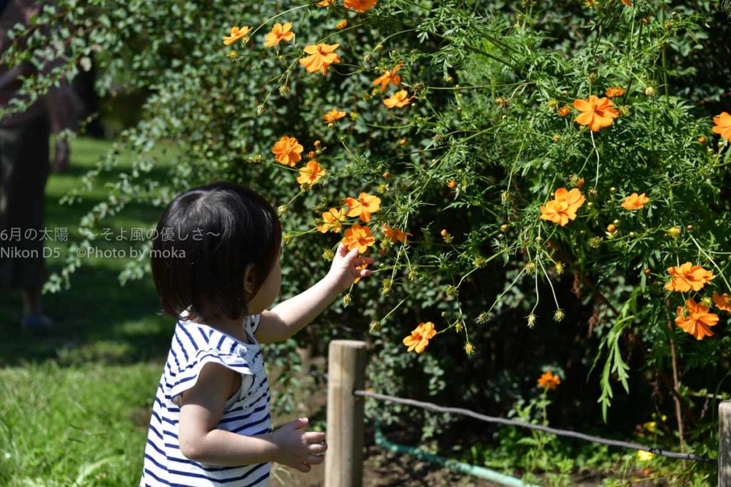 ［６］浜離宮恩賜庭園で見頃を向かえたキバナコスモス