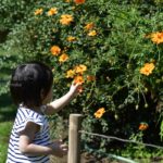 ［６］浜離宮恩賜庭園で見頃を向かえたキバナコスモス