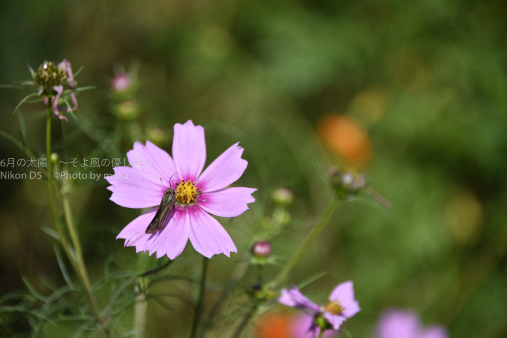 ［６］秋桜で秋のお花見を楽しむ！！