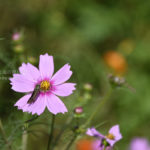 ［６］秋桜で秋のお花見を楽しむ！！