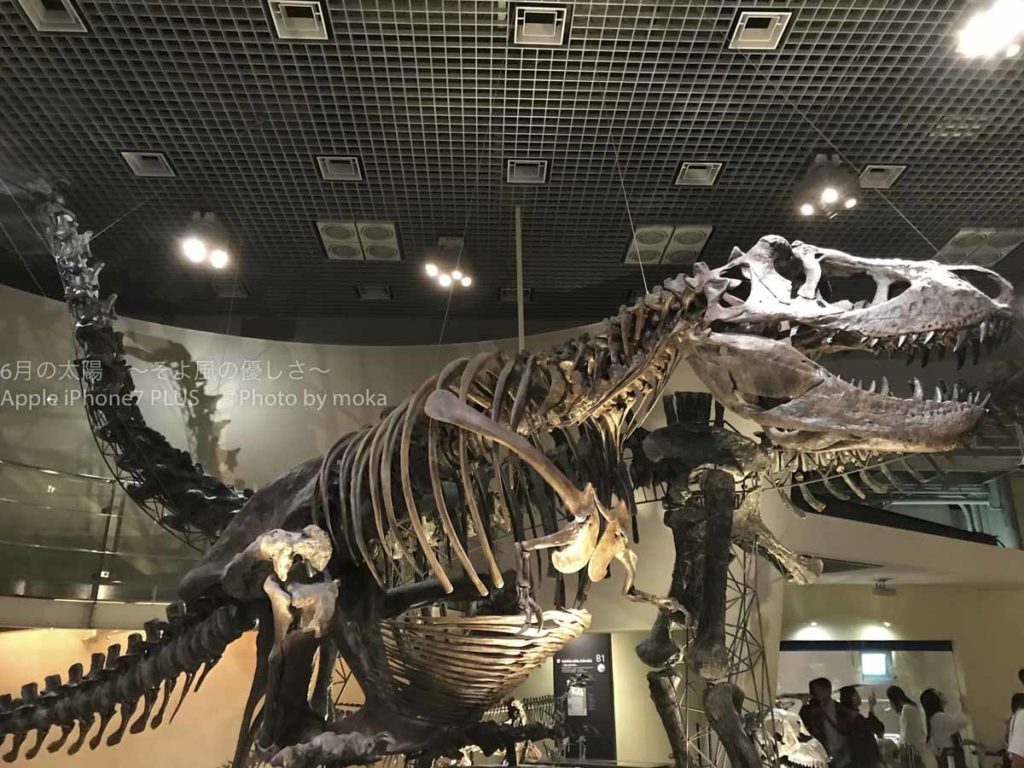 ［６］iPhone7 PLUSを使って恐竜の化石を撮影！！