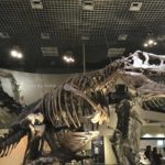 ［６］iPhone7 PLUSを使って恐竜の化石を撮影！！