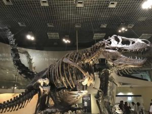 ［６］iPhone7 PLUSを使って恐竜の化石を撮影！！