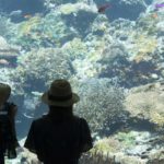 ［６］美ら海水族館で、沖縄の美しい海を想像する！